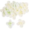 Hydrangea blossoms Cream