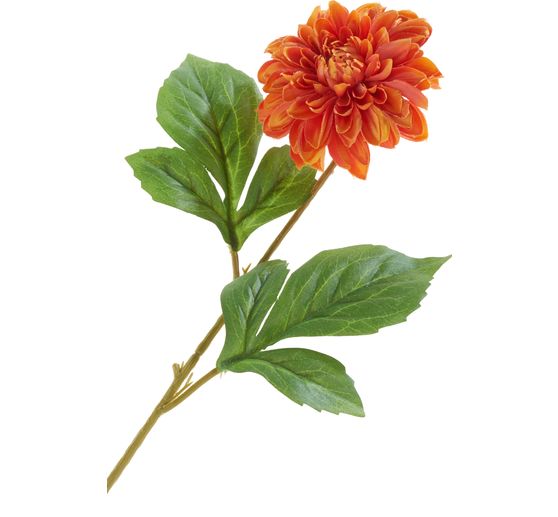 Dahlia "George Spray"