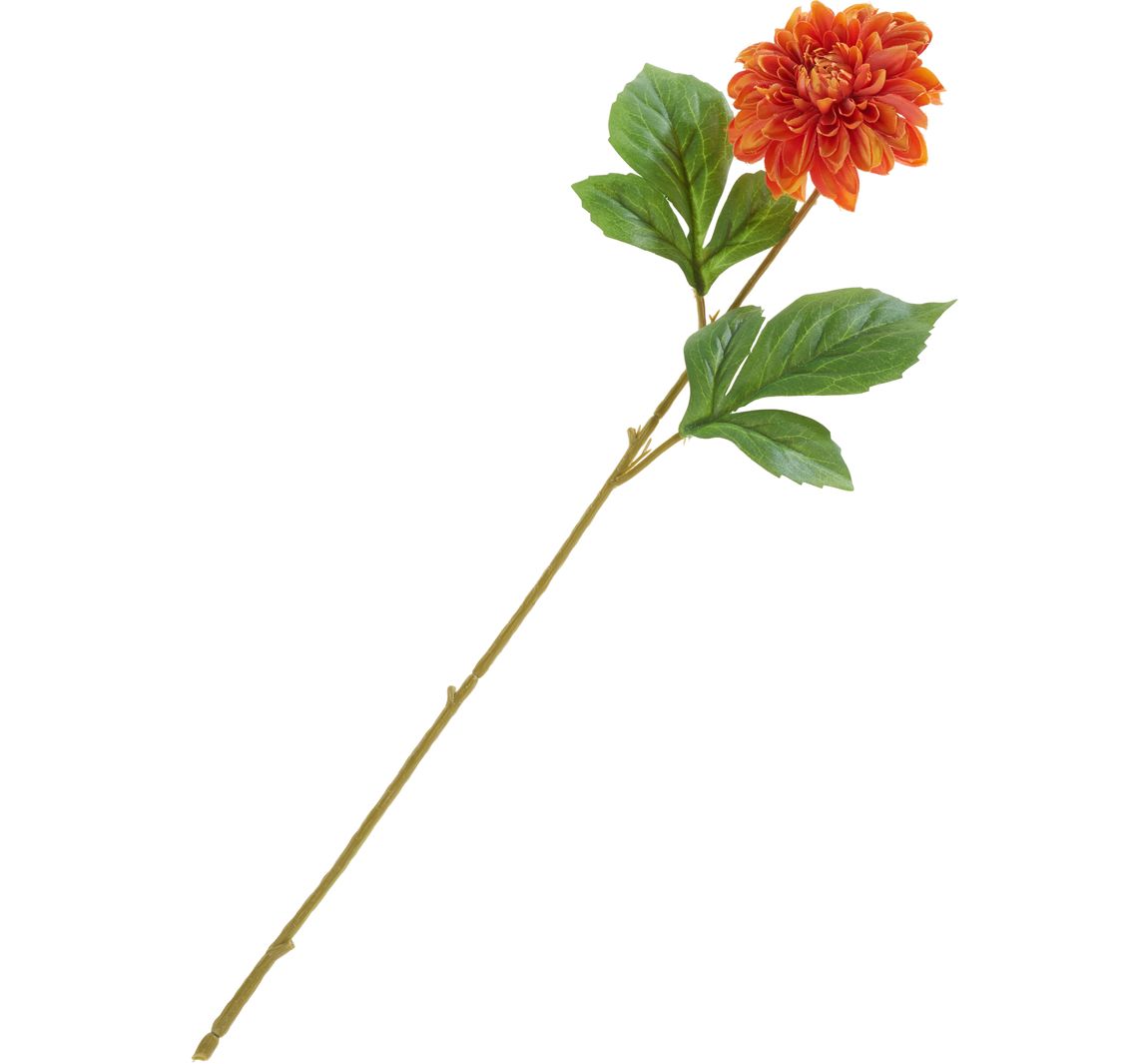 Dahlie "George Spray" - Orange