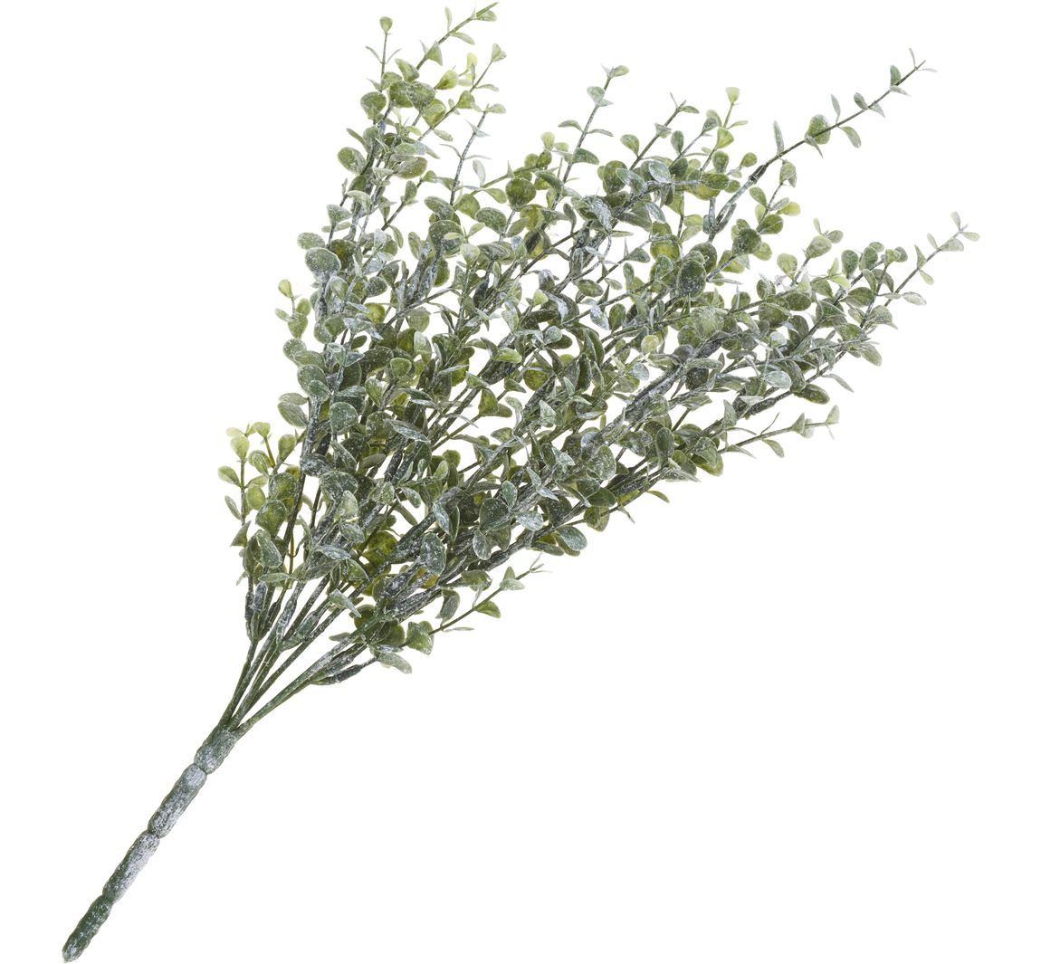 Eukalyptus-Busch - Hellgrün