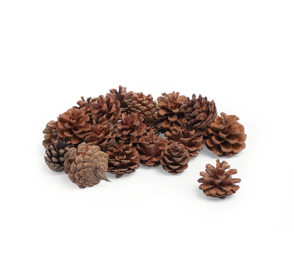 VBS Tannenzapfen, 250 g
