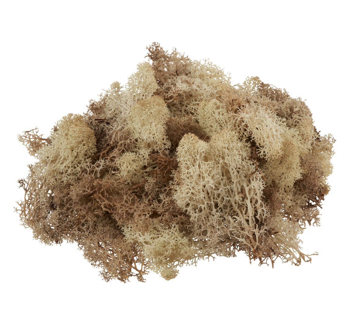 VBS Islandmoos, 100 g - Natur