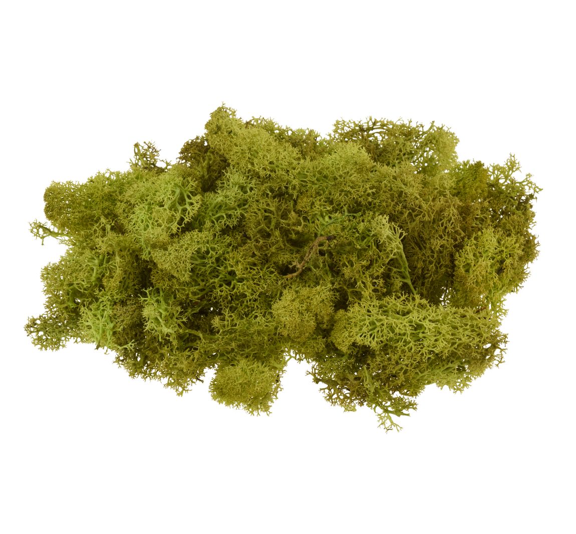 VBS Islandmoos, 100 g - Maigrün