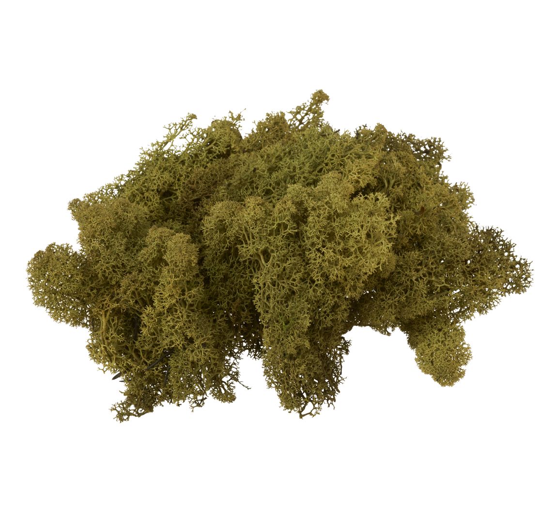 VBS Islandmoos, 100 g - Grün