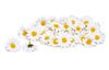 VBS Daisy blossoms, 50 pieces