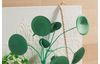 Tonpapier