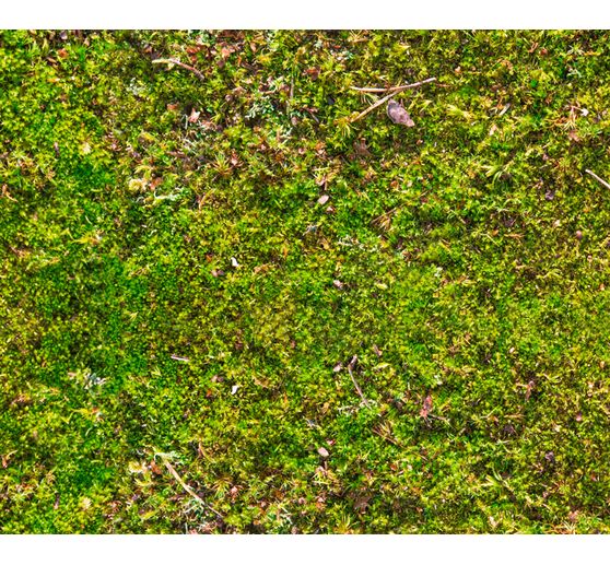 Motif photo cardboard "Moss"