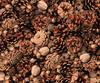 Motif photo cardboard "Fir cone"