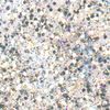 Glitter Flaky Glue Silber-Regenbogen